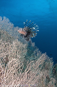 Gorgonian and Lionfish Ras Um Sid by John Parker 